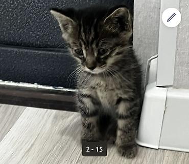 бенгальские кошки купить: Котята тигрового окраса - Порода: домашние короткошёрстные (табби). - — 4