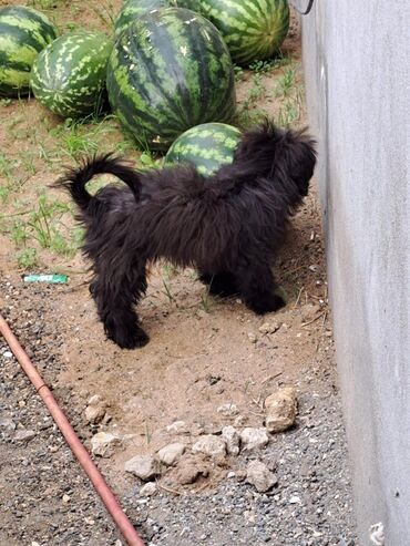 Akvariumlar: 2 ay, Dişi, Ödənişli çatdırılma