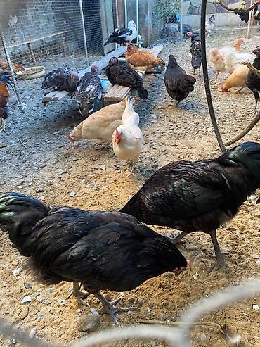 tutuquşu show jumbo: Xoruz Avstrolp 5 aylıq 3 ədəddir uzun quyruq sağlam aktiv heyvandir — 2