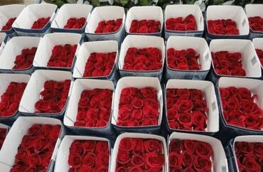 Розы: За одну розу 35 сом цветов 101 Роза /201/301 подари цена указана с