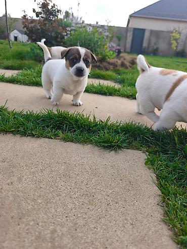 york terrier: Cek rassel teryer, 2 ay, Ünvandan götürmə — 8