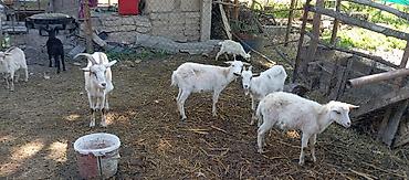 Козы, козлы: Продаю | Козлёнок | Для разведения — 1