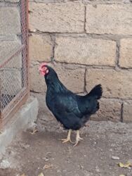 Digər quşlar: 6 eded 3 ayliq amroks cinsi(3 fere 3 xoruz)6 ededi 65azn. 8 eded 5 — 11