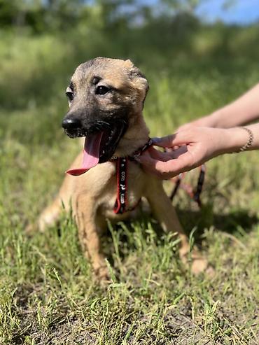 Отдам даром собаку: Ищем дом для маленькой Бусинки 🐾🏡 Группа «Зоозащита Бишкек» ищет — 7
