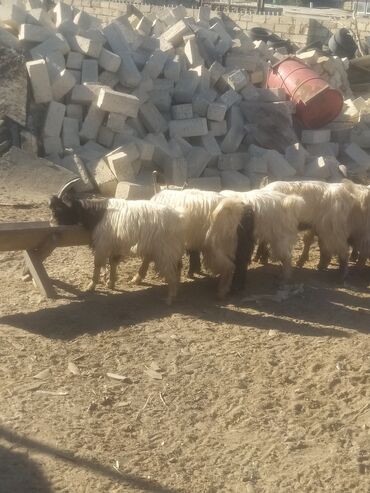 Keçi, çəpiş: Qoyun-keçi təsərrüfatı üçün erkək və dişi keçilər - Cins: yerli — 7