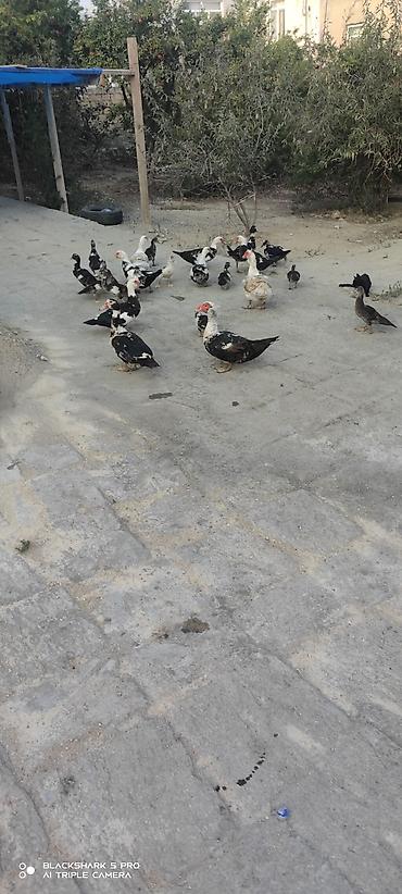 Сельхозптицы: Muscovy Lal ördəklər (indoutka) – yaşlı və bala qarışıq sürü - Cins — 3