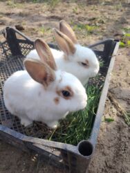 Dovşanlar: Ağ tüklü, qəhvəyi ləkəli dovşan - Yumşaq, sıx örtüklü ağ yun — 3