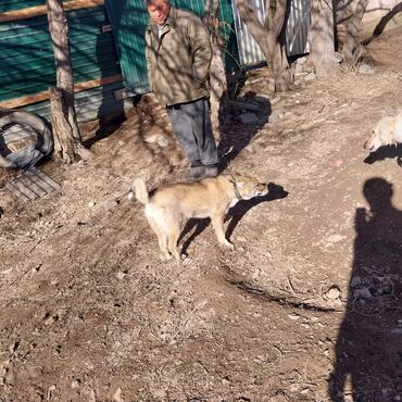Собаки: Лайка кучук казакстанда кашқырдын 4 поколениясы күшік мошный