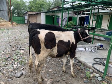 коровы с теленком: Продаю | Корова (самка) | Ангус, Голштин, Бельгийская | Для разведения, Для молока