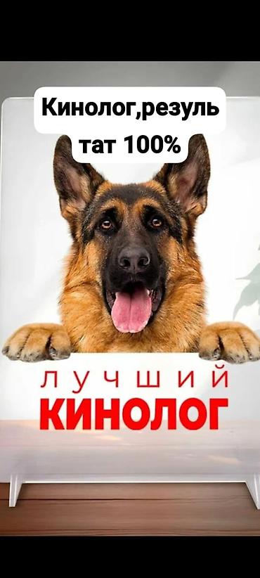 Кинолог. Коррекция поведения собак любых пород. Если ваша собака