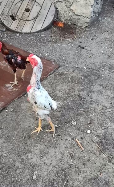 çöl xoruzu: Петух, Heyrati, лет: 1