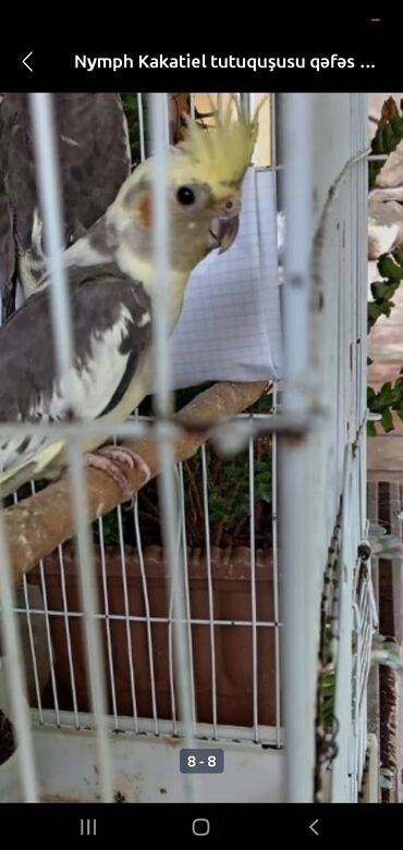 Tutuquşları: Məhsul: Nymph Kakatie l (Cockatiel) tutuquşusu – qəfəslə birlikdə