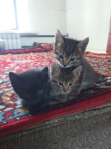 домики для котят: Котята-домащние малыши - Помет из трех котят: один угольно‑черный и