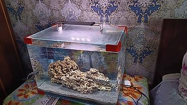 akvarium baliqlari: Şüşə akvarium seti - Ölçü: təxmini 60×35×40 sm (50–60 litr həcmə — 2