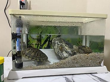 Akvariumlar: Dördbucaq akvarium, Balıqlarla birlikdə, 12 l, Ünvandan götürmə — 10