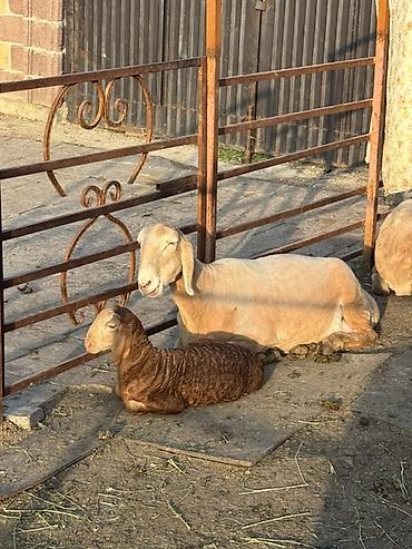 Баран, овца: Продаю | Овца (самка) | Арашан | Для разведения | Матка — 9