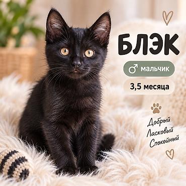 где взять котенка: 3 месяца, Мальчик, Приучена к лотку, Проглистована — 1