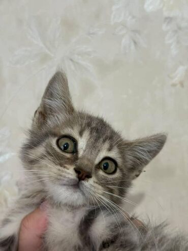 Pişiklər: Amerikan Shorthair, Dişi, Yaxşı əllərə — 12