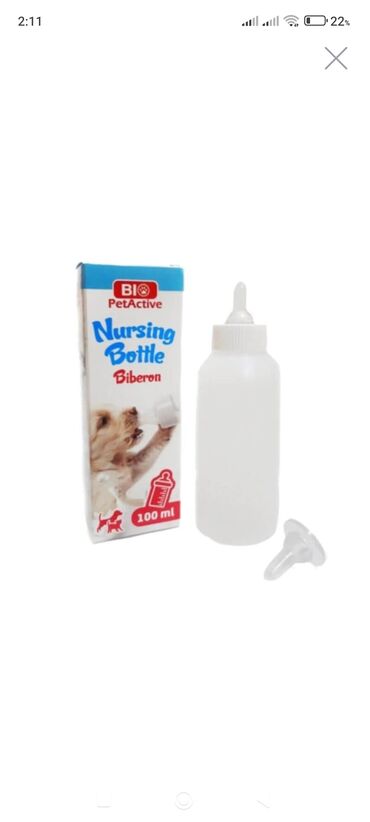 Pişiklər: Şotland, Dişi, Yaxşı əllərə, Pulsuz çatdırılma — 12