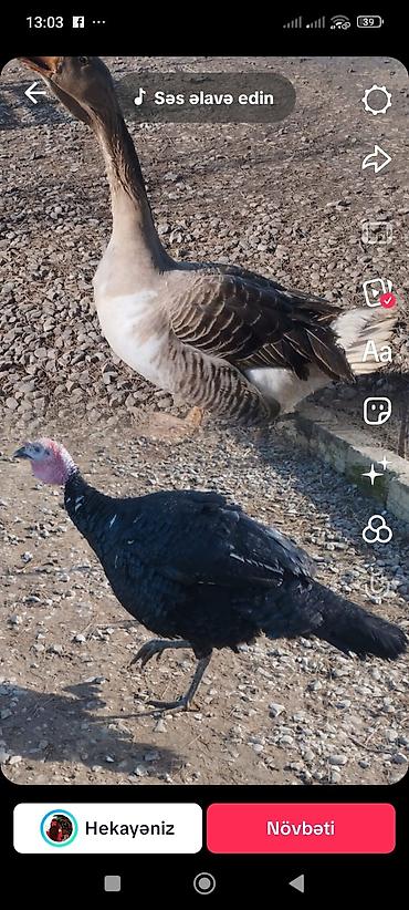 Qazlar: Məhsul: Ev quşları – qaz və hind toyuğu Təsvir:Hinduşka diri çəkisi — 2