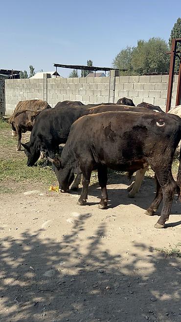 куплю телят кыргызстан: Продаю | Бык (самец) — 6