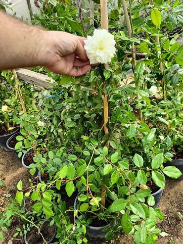 Çöl bitkiləri: Qızıl güllər dipçək gülləri həmişə yaşıl kolları zəhmət olmasa — 16