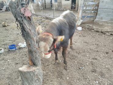 Коровы, быки: Продаю | Бык (самец) | Полукровка, Монбельярд | На откорм | Привязанные — 6