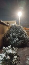 стабилизированные цветы бишкек: Продаю ёлку высота 3,5 метра жм кок жар Шоокум-Алматинская at lalafo.kg стабилизированные цветы бишкек: Продаю ёлку высота 3,5 метра жм кок жар Шоокум-Алматинская
