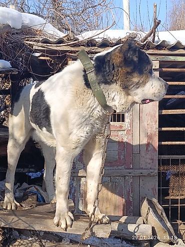 Вязка собак: Кабель возраст 4,5 года холка 94 супертяж чемпион Кыргызстана и — 3