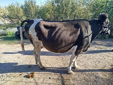 антибрик для корів: Продаю | Корова (самка) — 4