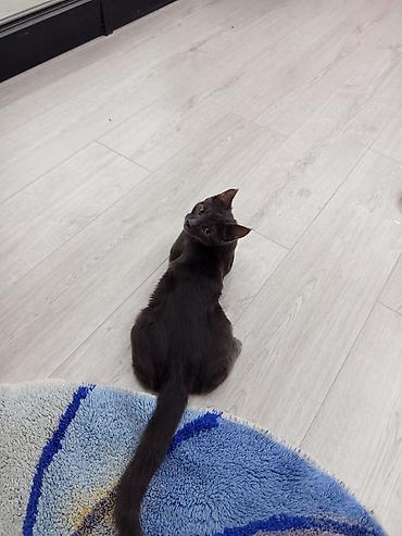 котято: Мальчик — 3