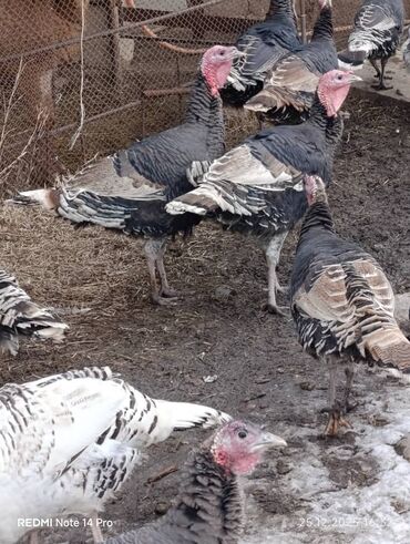 Индюки: Продаю | Индюк (самец) | Полукровка | На забой | Племенные — 2