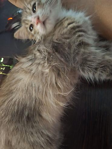 cat litter: Кошка даром: Беспородная, 3 месяца, Девочка, Приучена к лотку — 3