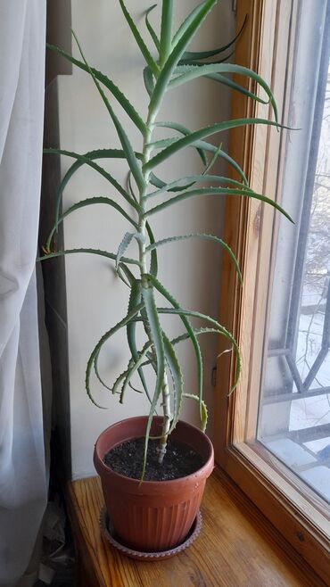 Алоэ: Алоэ Вера 4х летка, 75-80 сантиметров само растение. Алоэ продаётся