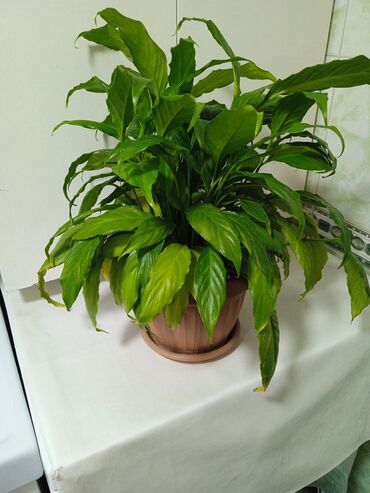 запах для комнаты: Спатифиллум (Spathiphyllum) в горшке - Эффектное комнатное растение с