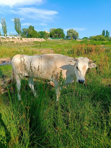 на ферме есть куры козлы и коровы: Продаю | Корова (самка) | Для молока, Для разведения, На забой