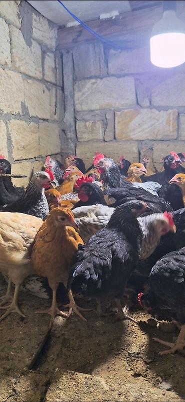 brama toyuqları: Salam Aleykum Tam Saglam 3 Ayliq Damazliq Çolpalarimiz Butun Vaksin — 3