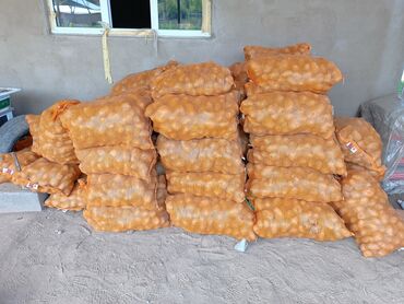 тачка кол араба: Малга картошка 3 сом кг 65 мешок Ысык Кол АК суу району село