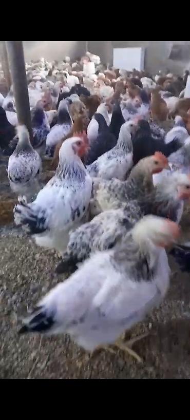 bərdə mal bazari: Məhsul: Yerli kənd toyuqları (yumurta və ətlik istiqamət) Təsvir: - — 1