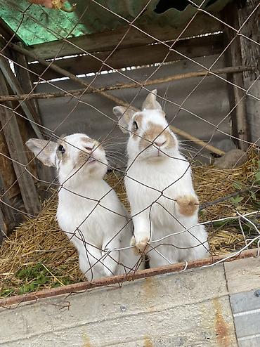 Продам с/х животных: Продаю | Крольчата | Для разведения — 7