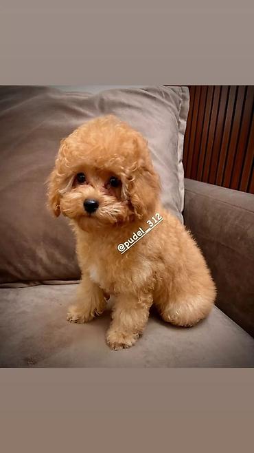 куда отдать собаку бесплатно: Той пудели . С родословной!!! Идеальная порода которая не линяет и не — 1