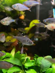 Аквариумы: Здравствуйте! 🌿 Вас приветствует магазин аквариумистики Green Aqua. У at lalafo.kg — 3 Аквариумы: Здравствуйте! 🌿 Вас приветствует магазин аквариумистики Green Aqua. У — 3