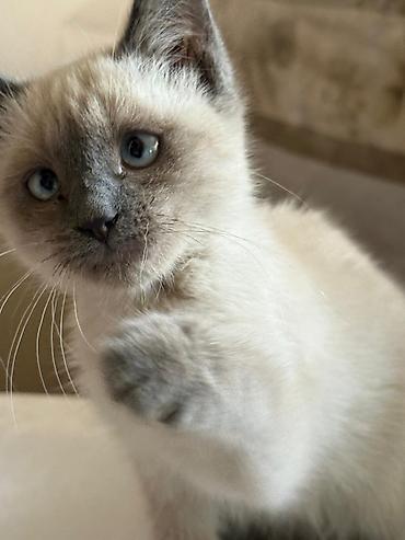 сиамс: Кошка даром: Сиамская, 4 месяца, Девочка, Приучена к лотку — 1