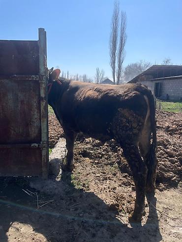 Коровы, быки: Продаю | Бык (самец) | На откорм | Племенные at lalafo.kg — 27 Коровы, быки: Продаю | Бык (самец) | На откорм | Племенные — 27