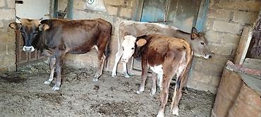 tap az itler kangal: Satılır: kom və tək tək Ünvan Qobustan rayon Yekəxana kənd Əlaqə — 5