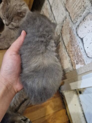 Pişiklər: Britan, Dişi, Yaxşı əllərə, Pulsuz çatdırılma — 5