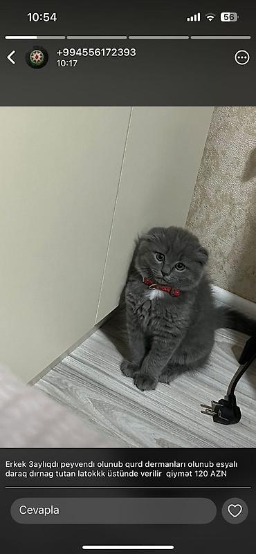 Pişiklər: Şotland — 9