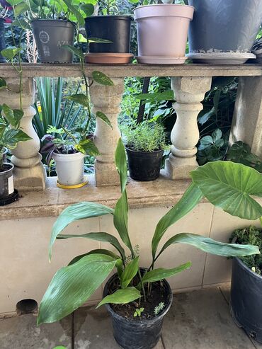 Xalçalar: Xalça -da lalafo.az — 15 Xalçalar: Xalça — 15