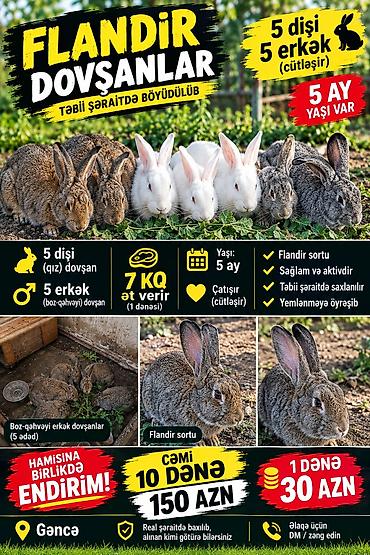 Məhsul: Flandır (Flanders) cins dovşanlar - Cins: Flandır - Say: 10
