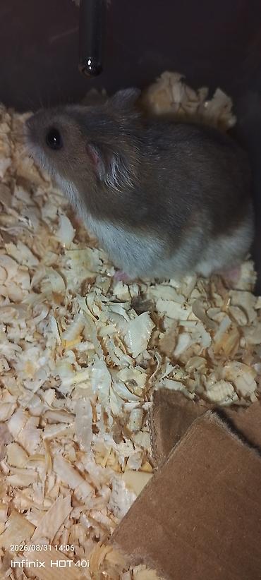 Животные: Cırtdan hamster – dekorativ ev heyvanı hər iki Hamister daxildir o — 2